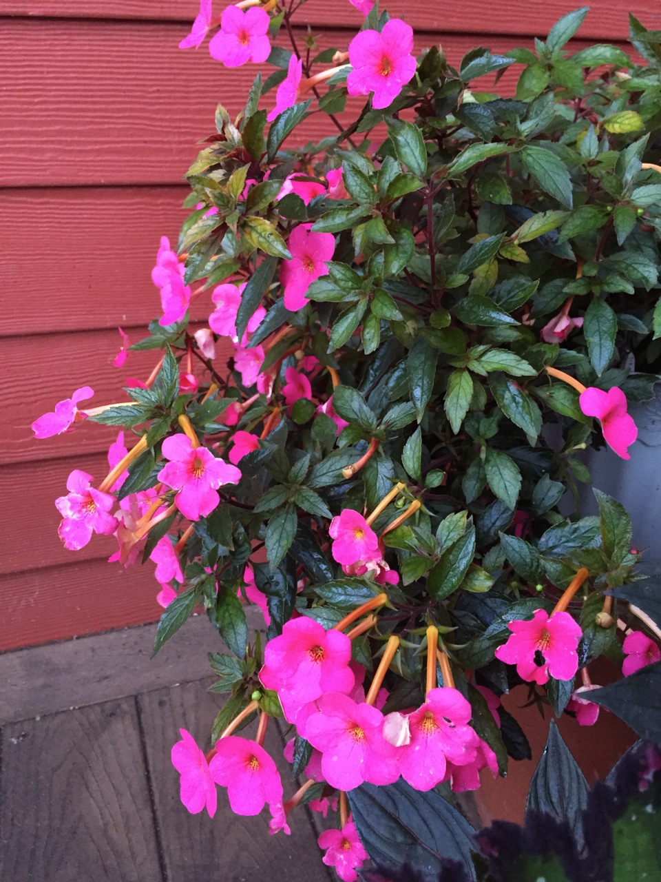 Цветы Ахименесы Фото И Уход За Ними – Telegraph