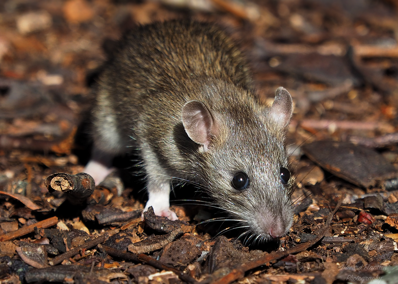 Flaatten Foto Rotter