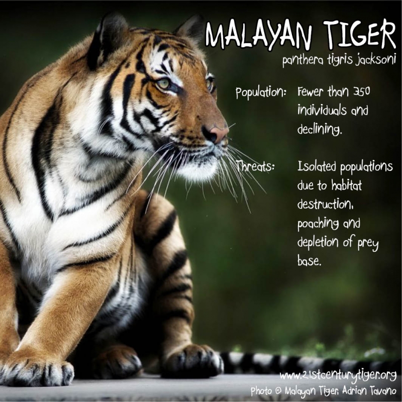 Journey of Life: MALAYAN TIGER