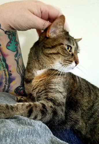 image of Sophs the Torbie Cat sitting beside me; I'm petting her head