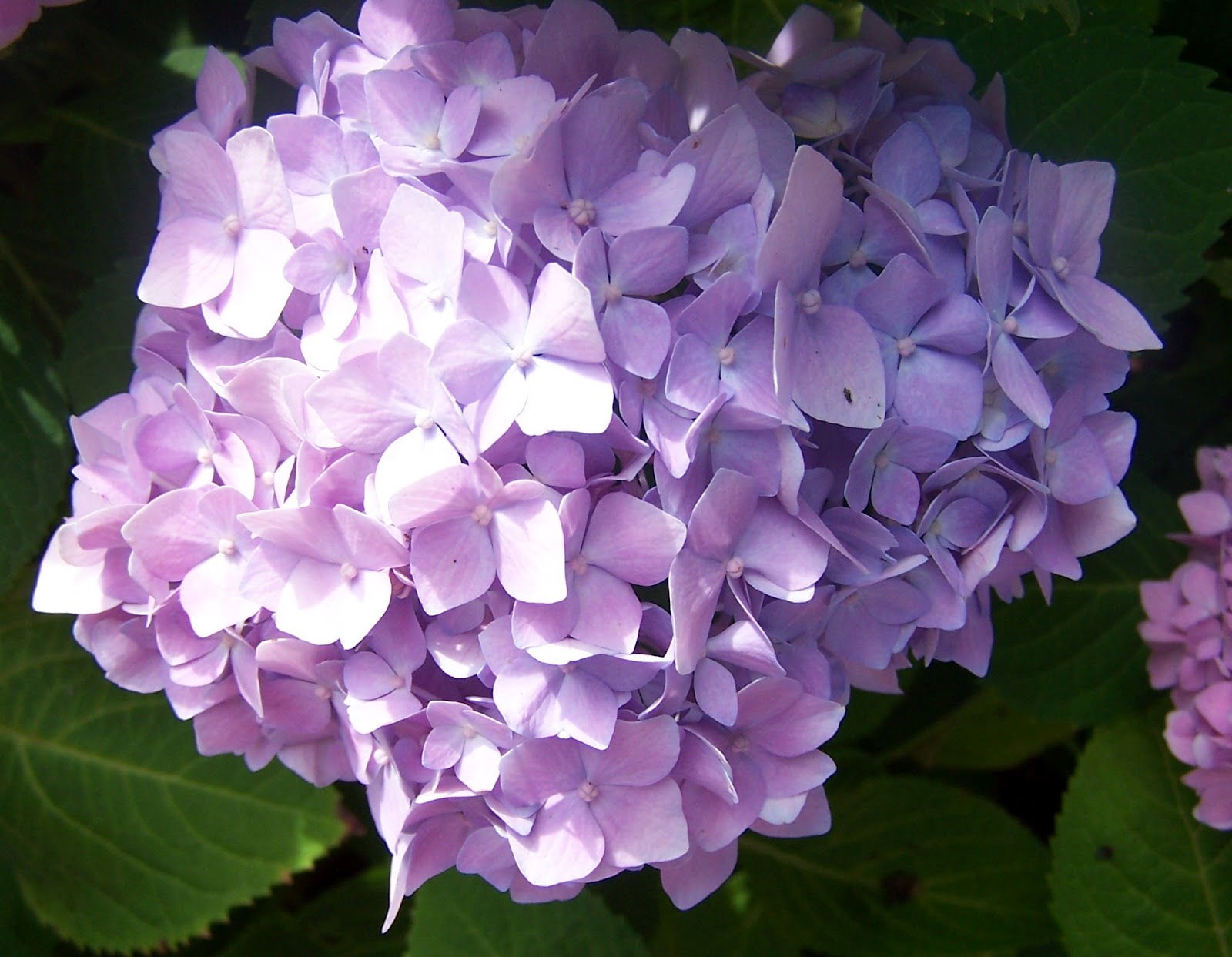 Ghetto Gardens: June