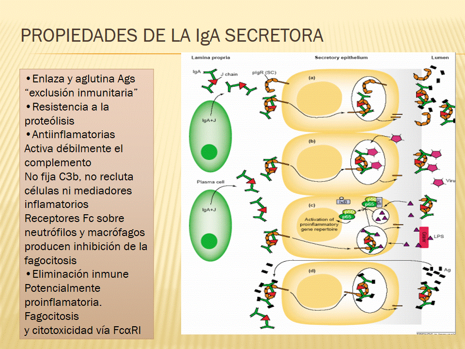 TEJIDO LINFOIDE ASOCIADO A LA MUCOSA
