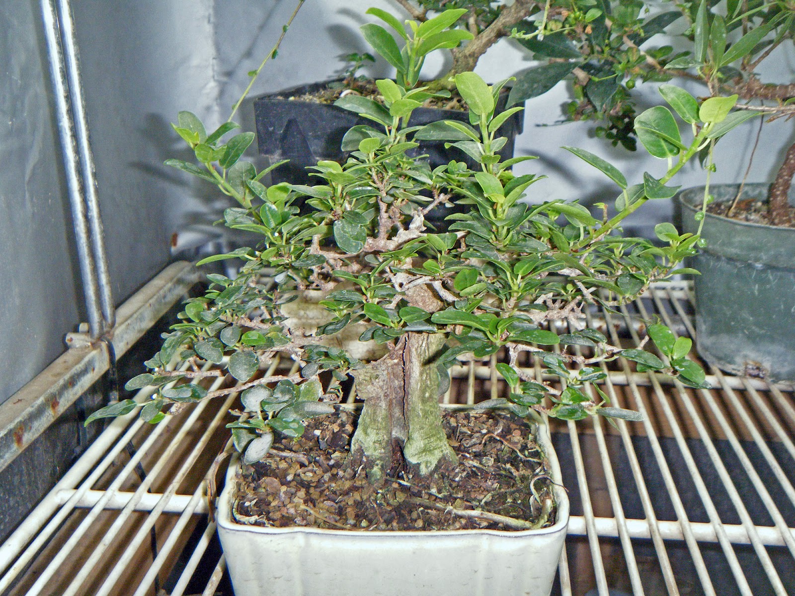 Bonsai in Hoosierland A Fig's New Home