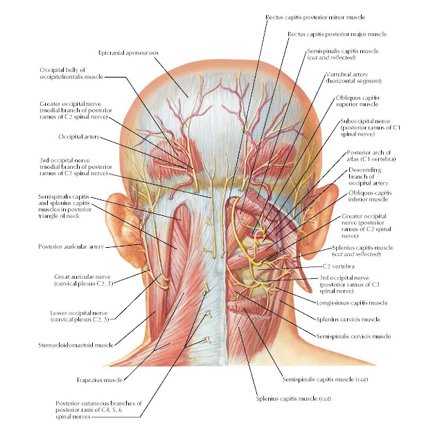 Suboccipital Triangle Anatomy
