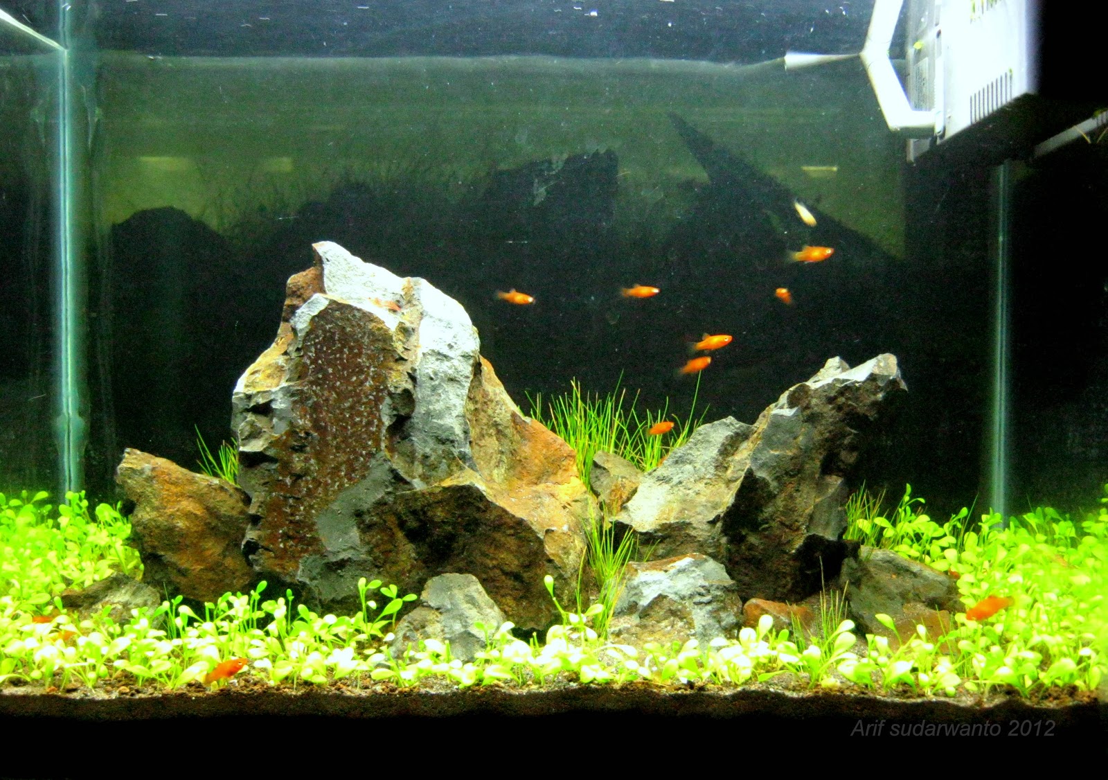 IWAQU Toko Ikan Hias Aquascape  Ikan Hias Aquarium dan 