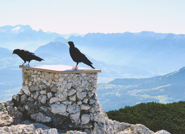 Untersberg Ravens