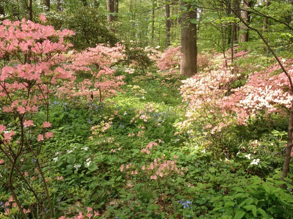 Azalea collection at Winterthur with a carpet of spring flowers underneath