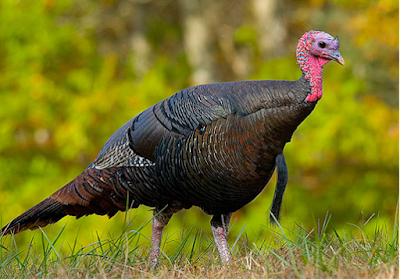 hindi turkey