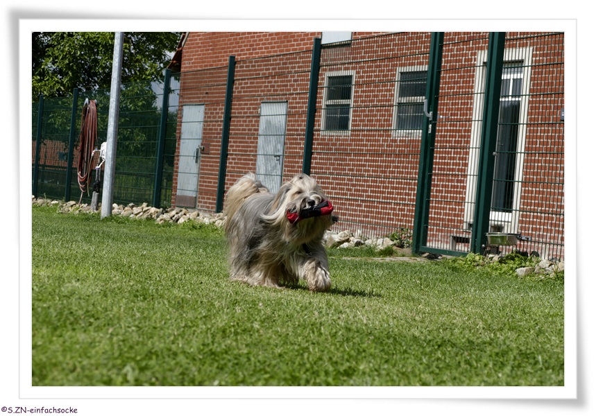 [Hundeblog] Einfach Socke Physiotherapie &amp; Krankengymnastik beim Hund&hellip;