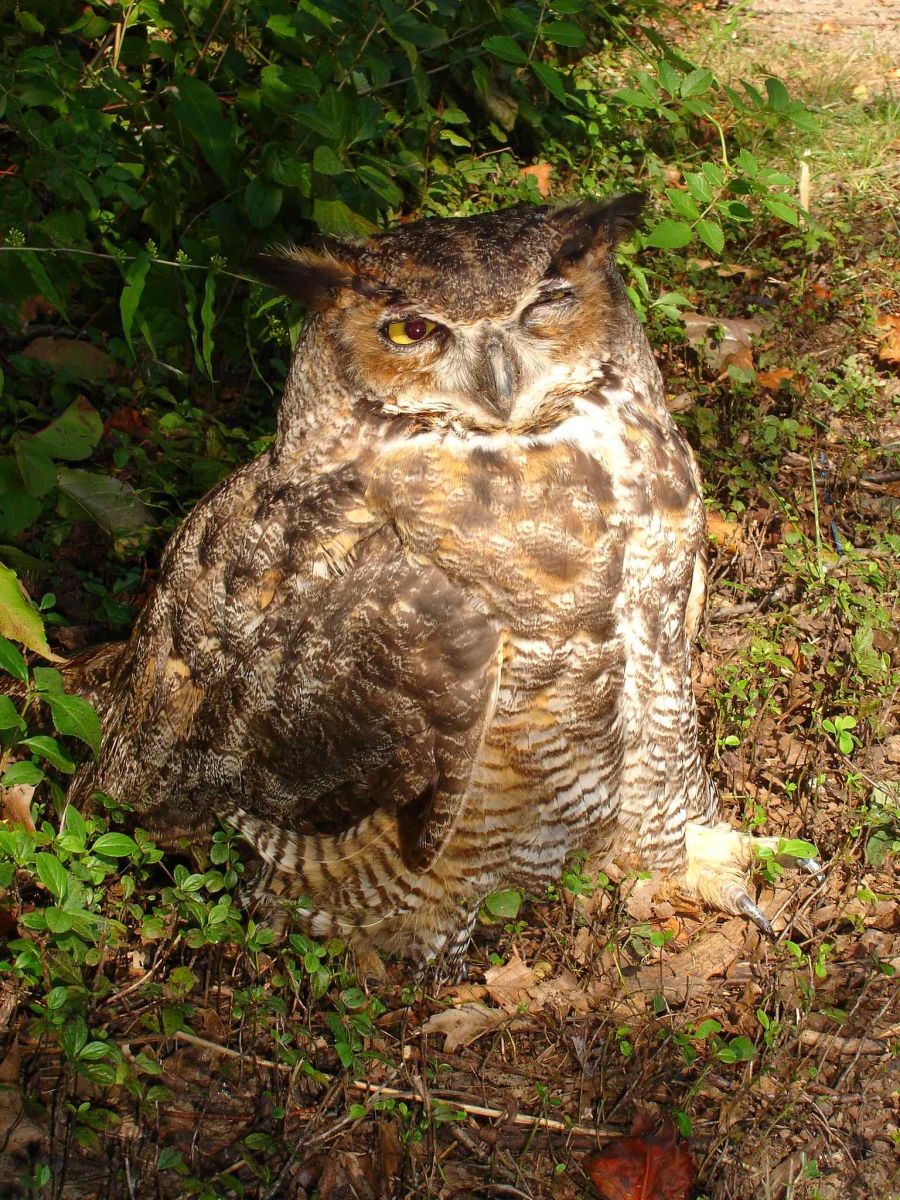 Hamilton Conservation The Owl that keeps hooting