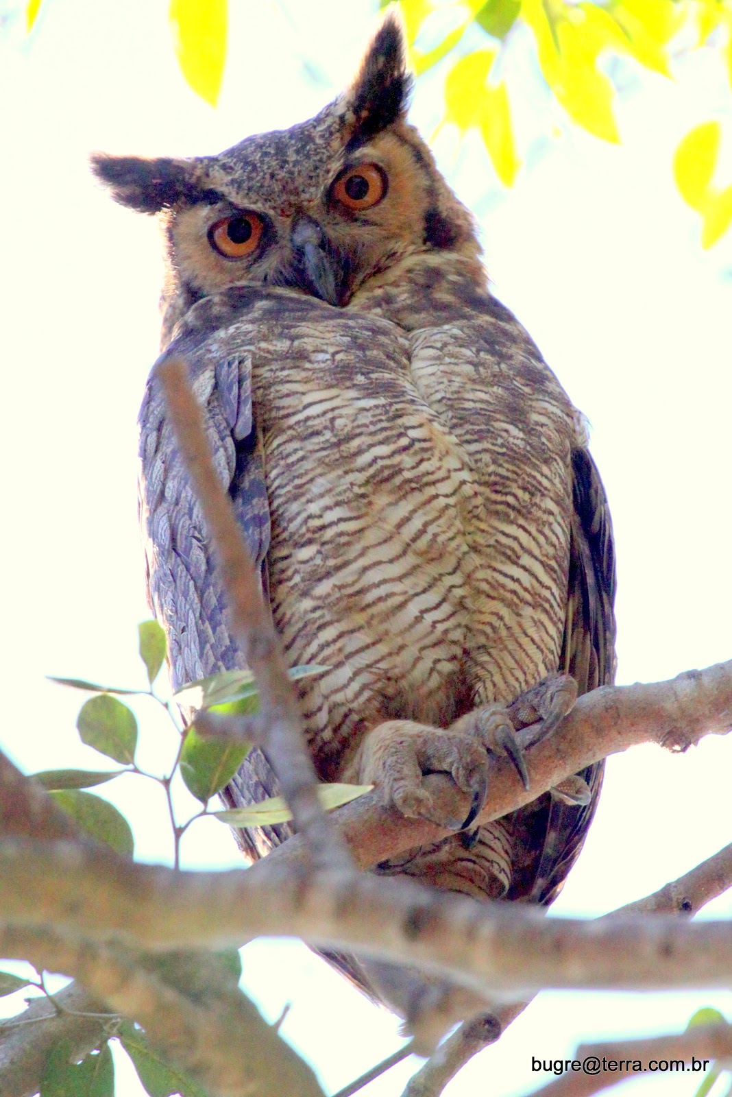 Aves do Pantanal - MarceloBugre: CORUJAS (Estrigídeos)