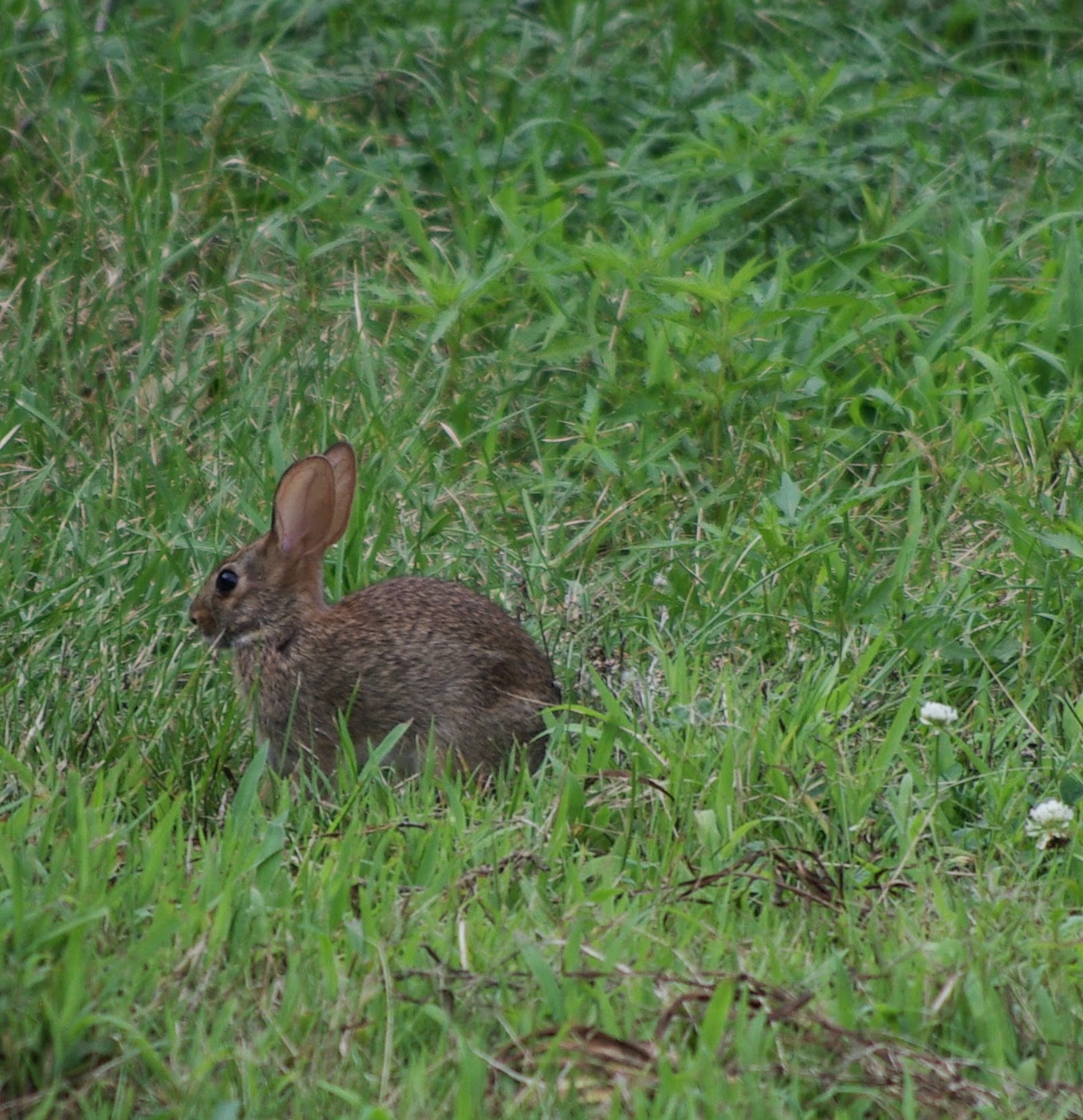 Unchid Rabbit sweetbay: Crowded