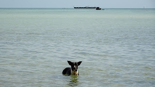 Dogs enjoys bath in Kiribati