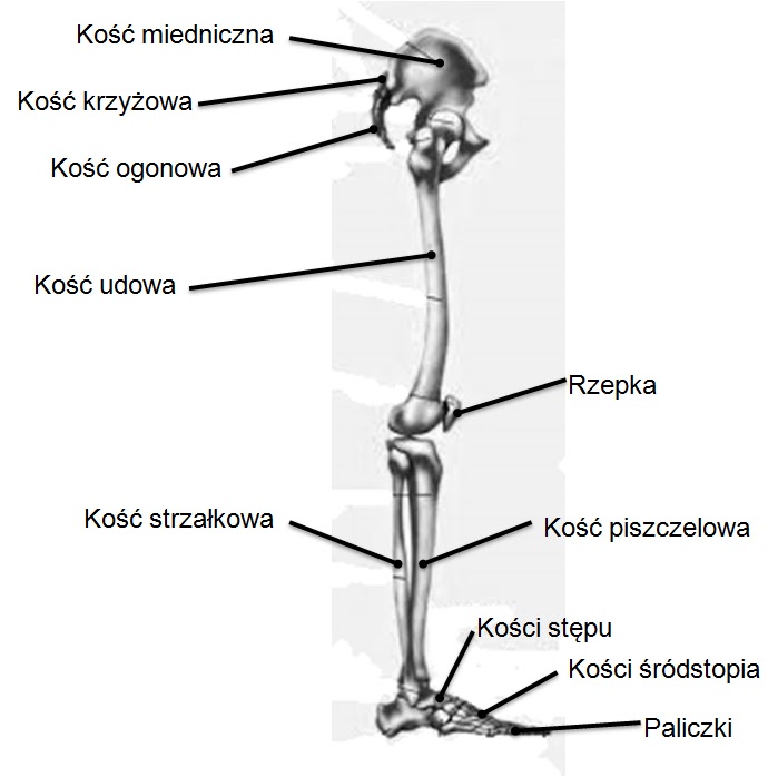 Adenozynotrifosforan?: Układ ruchu [1/2]