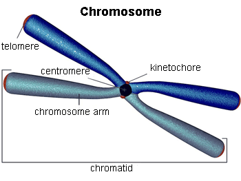 Chromosome structure Chromosome structure