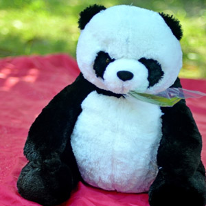 gambar panda