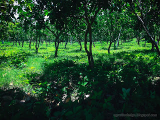 Extensive Garden Of Citrus Maxima Or Pomelo Trees In The Sunny Day At Tangguwisia Village, North Bali, Indonesia