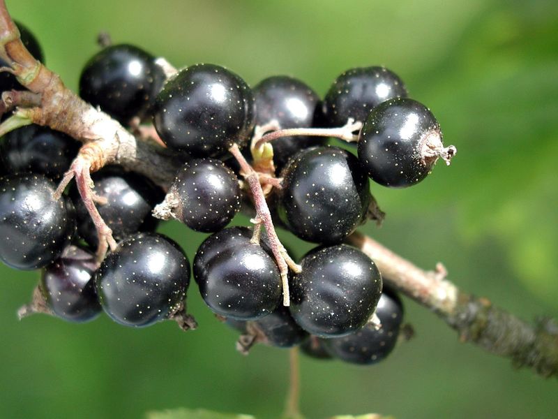Why Americans Don T Know Blackcurrant Flavor But Europeans Do Business Insider