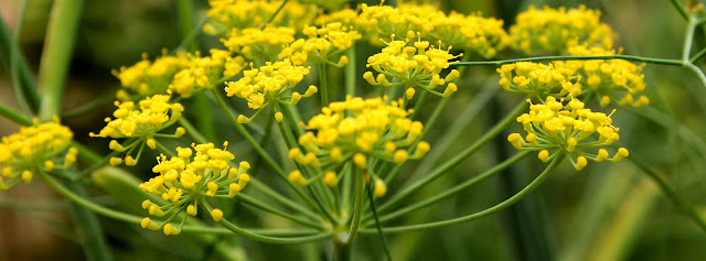 Imagem para baixar de pequenas flores amarelas e fundo verde