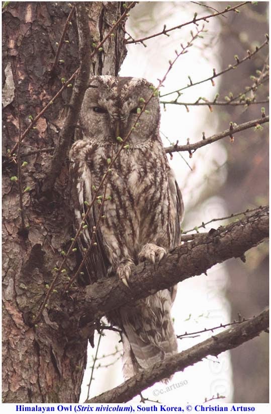 Christian Artuso Birds, Wildlife A few owls of South Korea