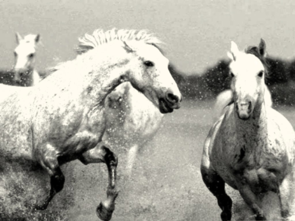 Black and White Horses Wallpaper ~ kiyute80