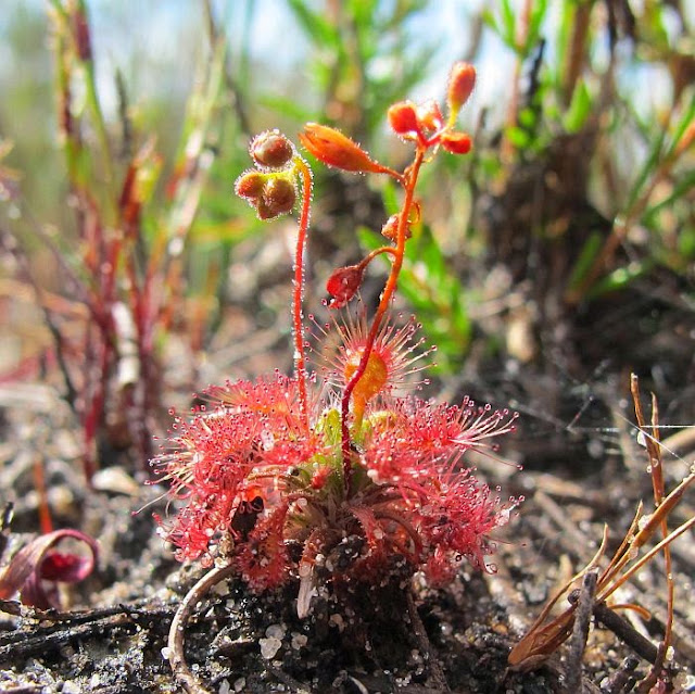 We did not find results for: Pygmies In The Wild Drosera Nitidula Natch Greyes Carnivorous Plants