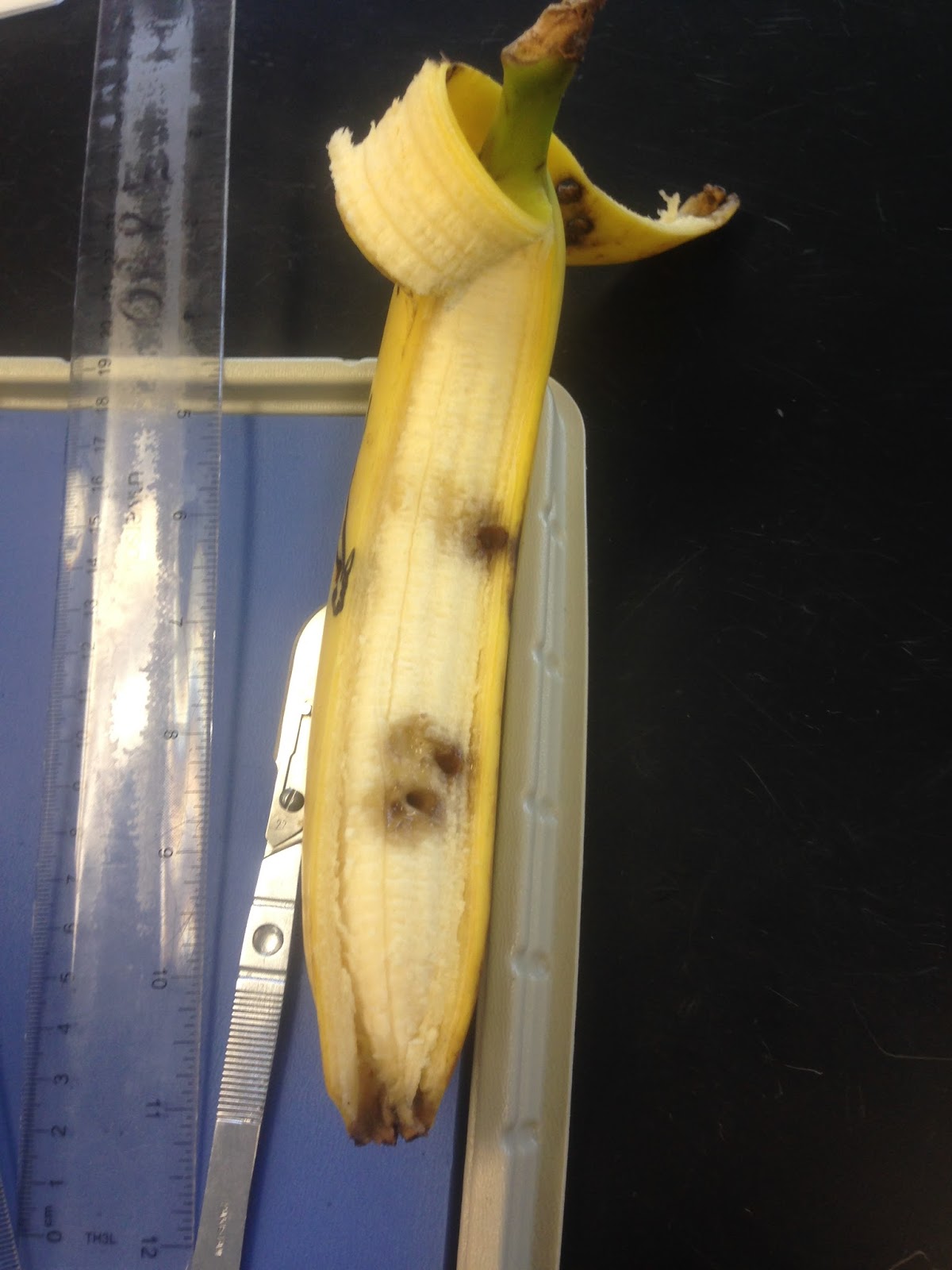 Sofia's Anatomy Physiology Blog Hana the Banana Lab