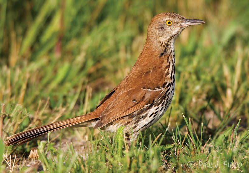Wildlife Monitor: The Bird Migration Continues at a Rapid Pace