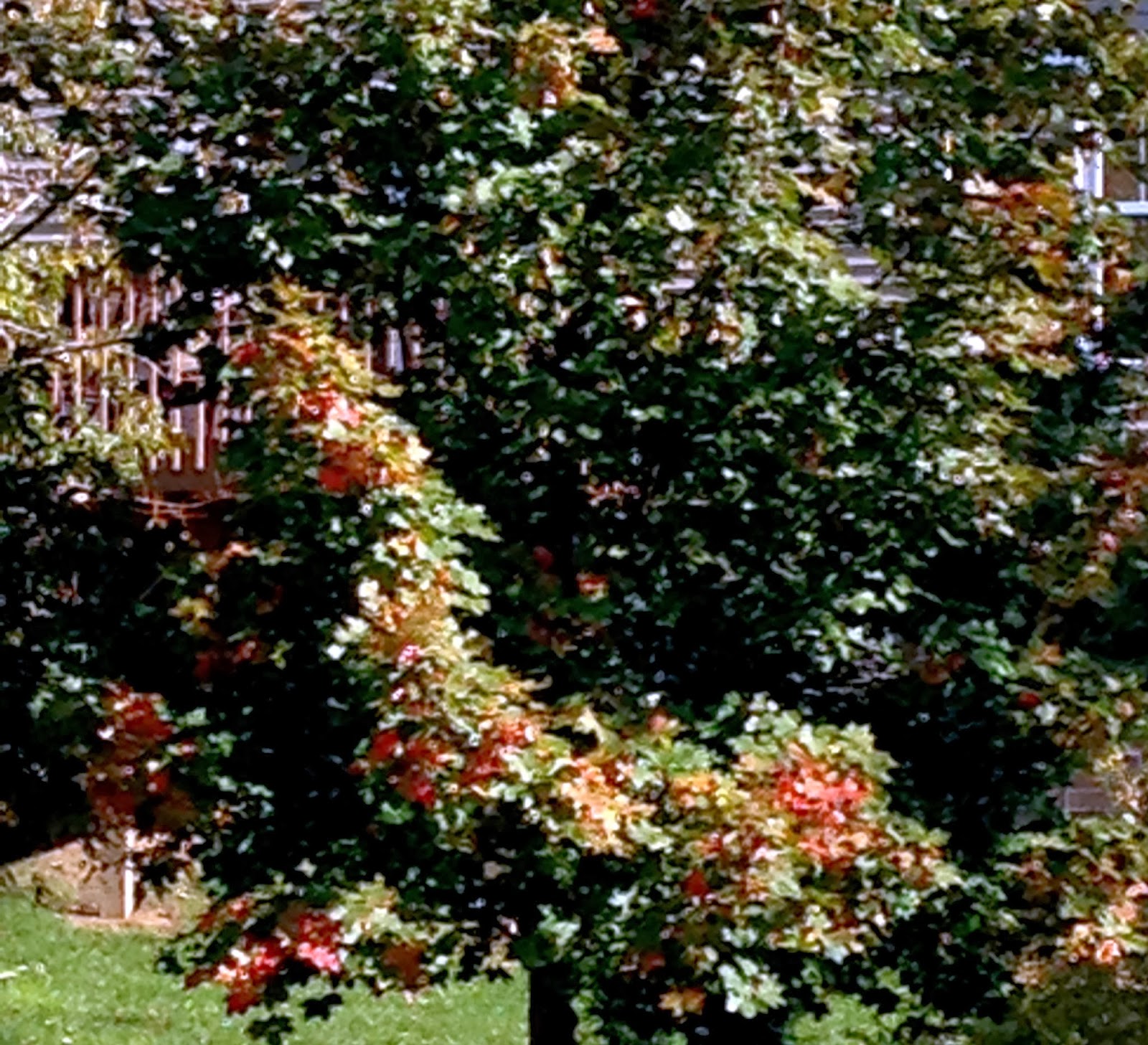 DAR'S CRAFTY CREATIONS: Trees, Trees, Trees