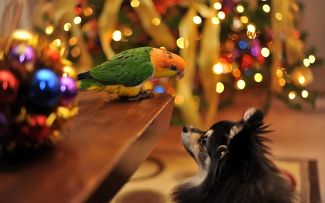 Hond en een papegaai tijdens kerst
