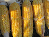 True Gold Sweet Corn