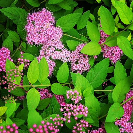 image of pink and lavender flowers
