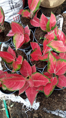 Sentra Aglaonema Mamuju