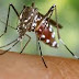 Sespa apresenta novos números da dengue, chikungunya e zika no estado