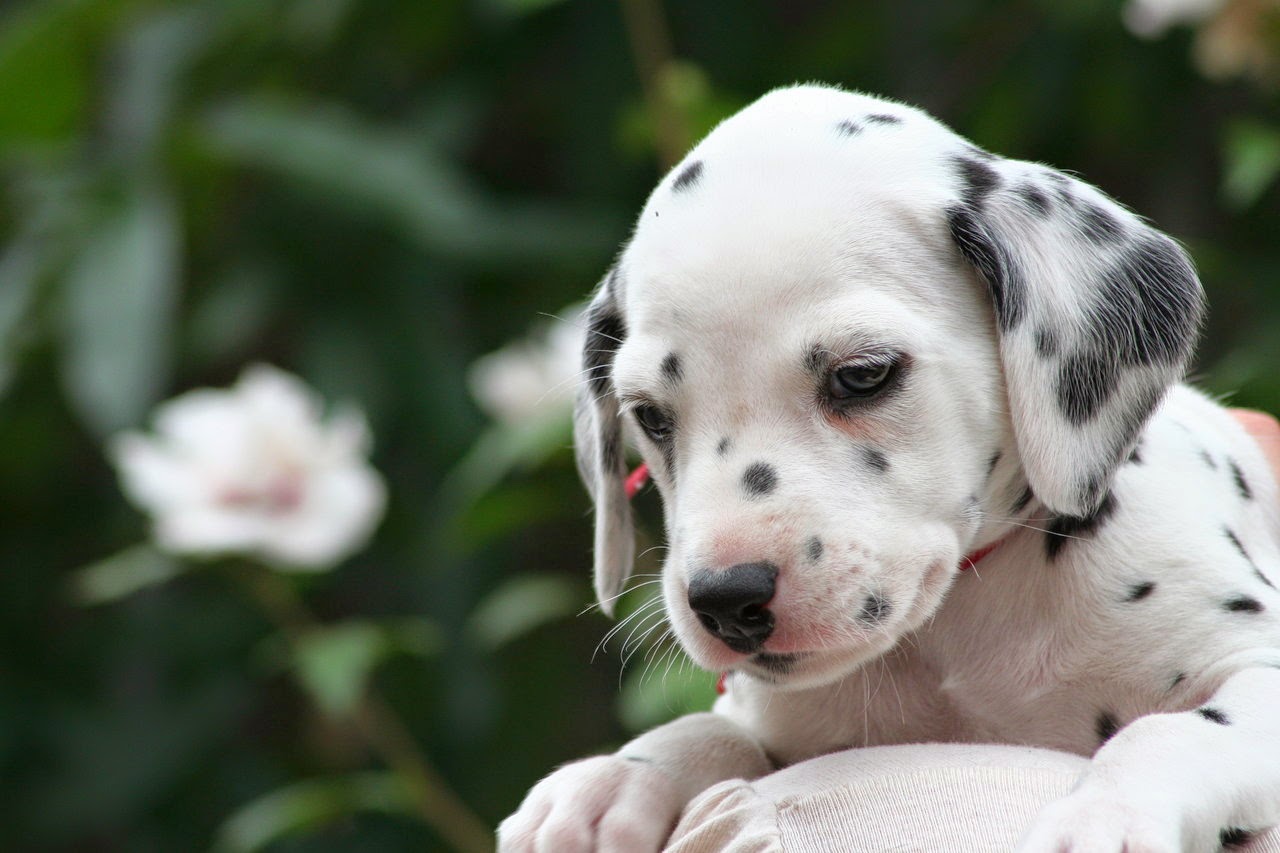 Rules of the Jungle The Dalmatian puppies