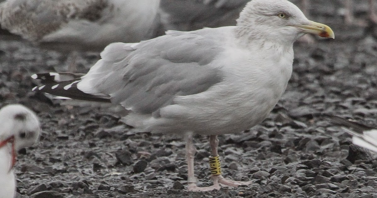 Northern Ireland Blackheaded Gull Study Colourringed Herring Gulls