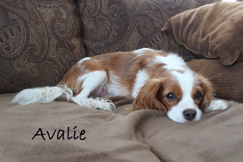 Avalie- Cavalier King Charles Spaniel