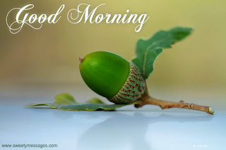 good morning good morning images
