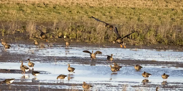 Greenland white-fronted geese coming in for a landing at the Wexford Wildfowl Reserve