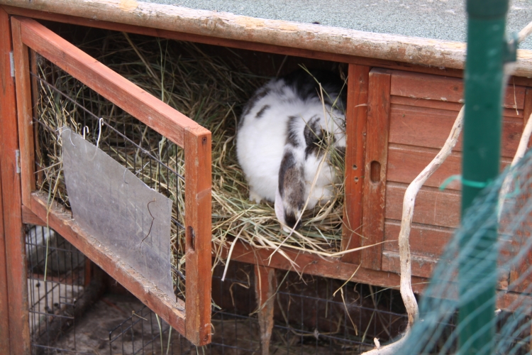 Het Vrolijke Konijnenhol Gratis hooi