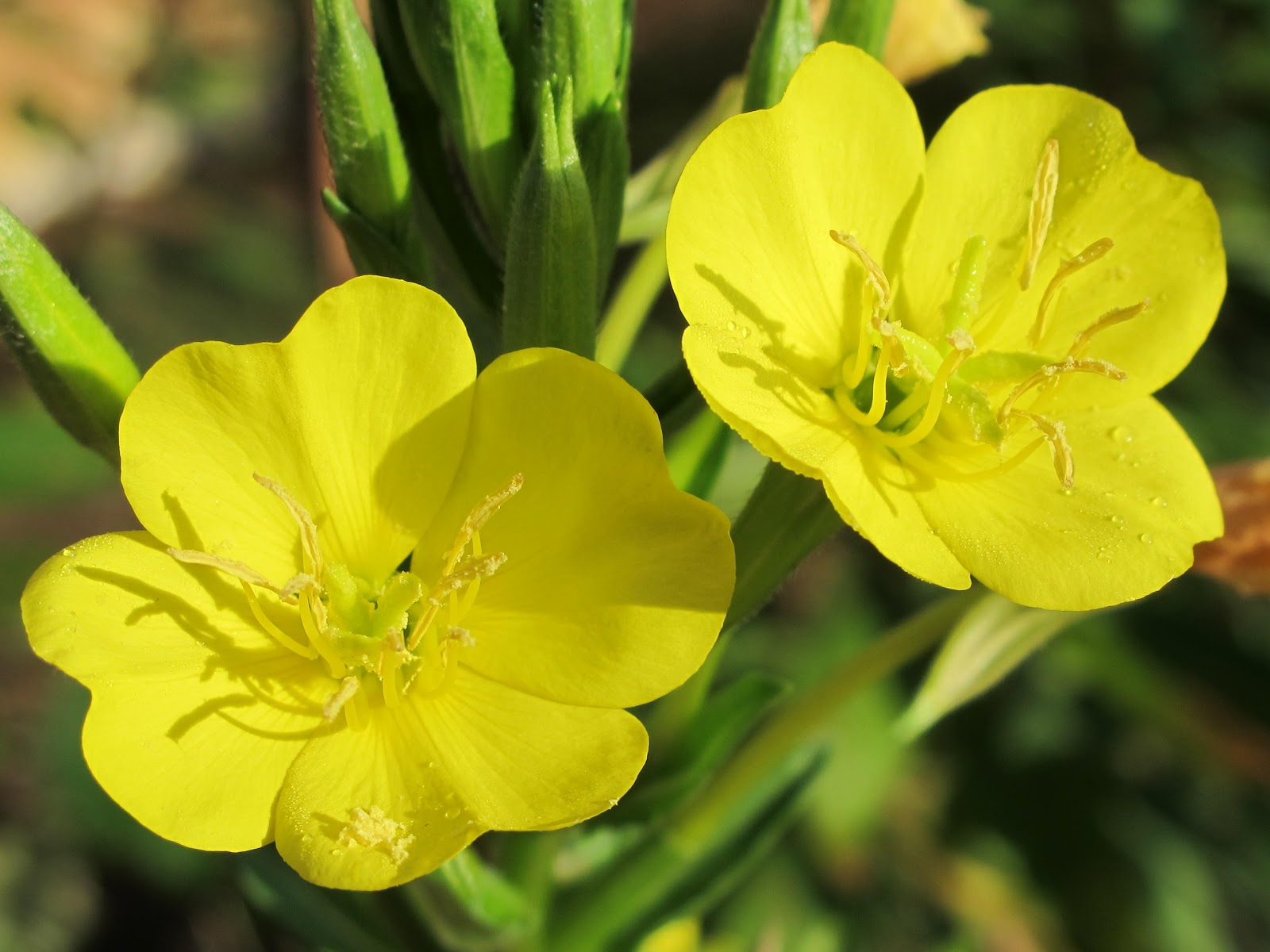 Blue Jay Barrens Evening Primrose