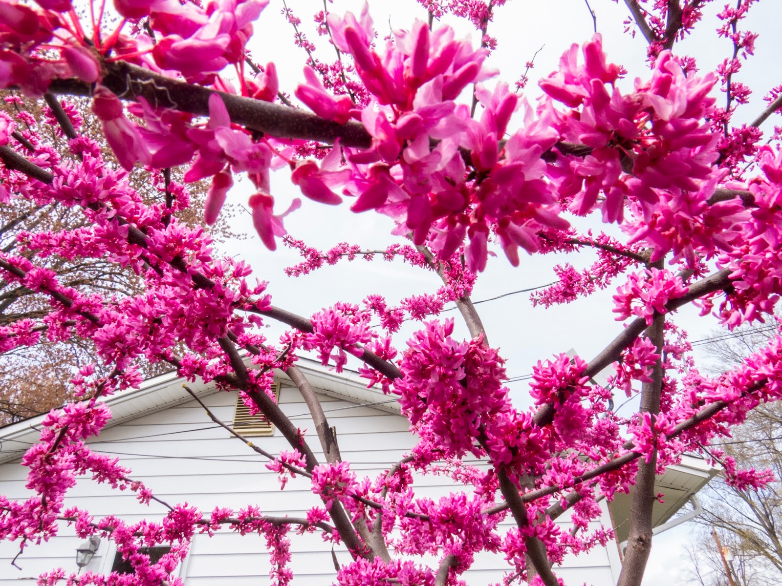 Breanna's Birding Blog Flowers, Rockville MD April 8, 2016