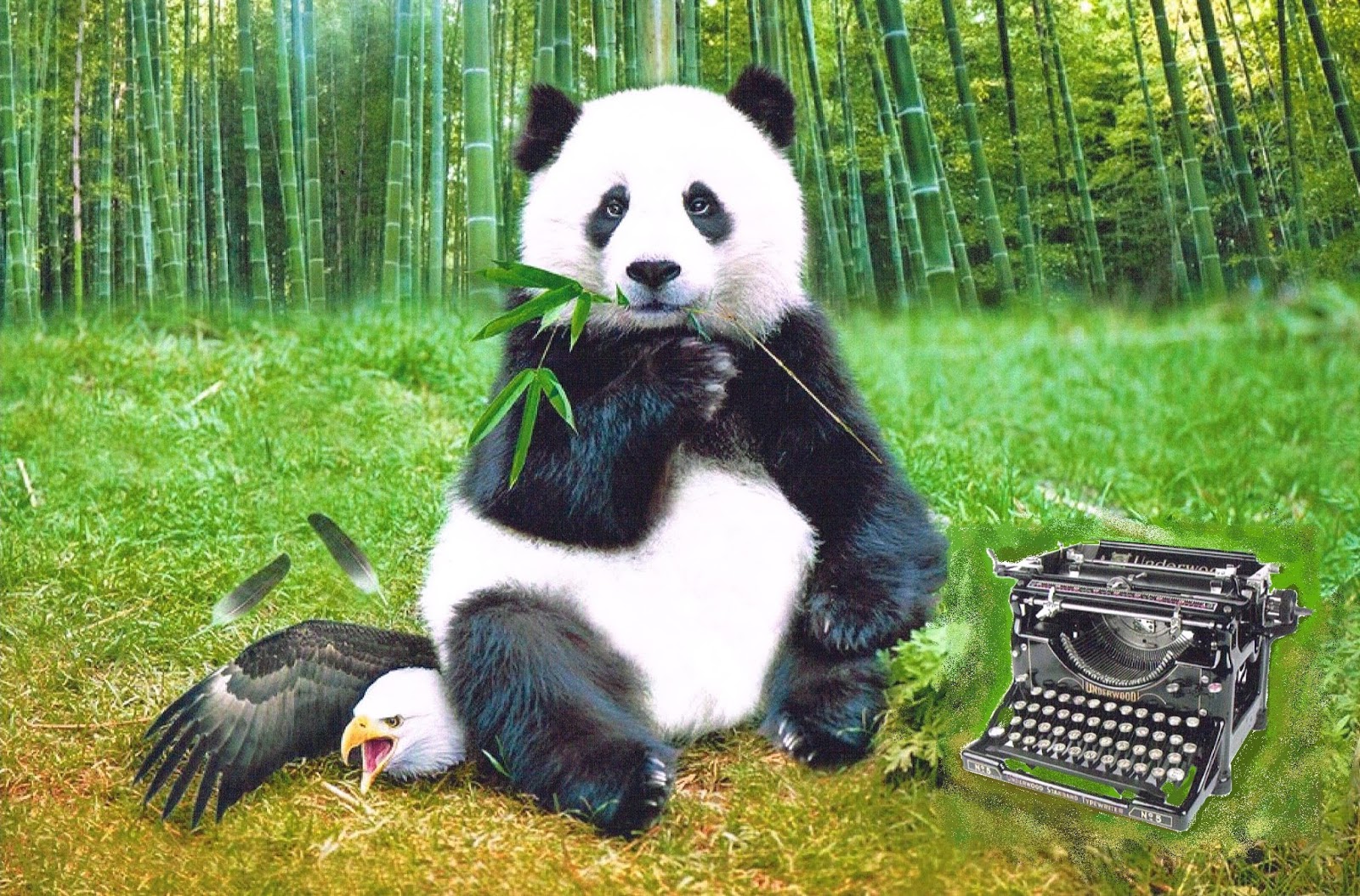 Great panda. Панда в Китае. Панда символ Китая. Большая Панда в Китае. Панда фото.