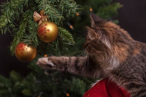 beste kerstboom test beste kerstboom test