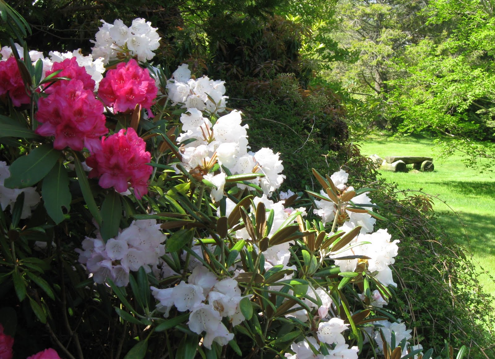 20 Of The Best Plants For Shade Install It Direct