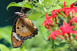 When in the Philippines: Visit Davao Butterfly House