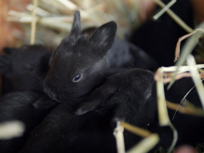 Preventing Nest Box Eye Infections in Baby Rabbits Backwoods Mama