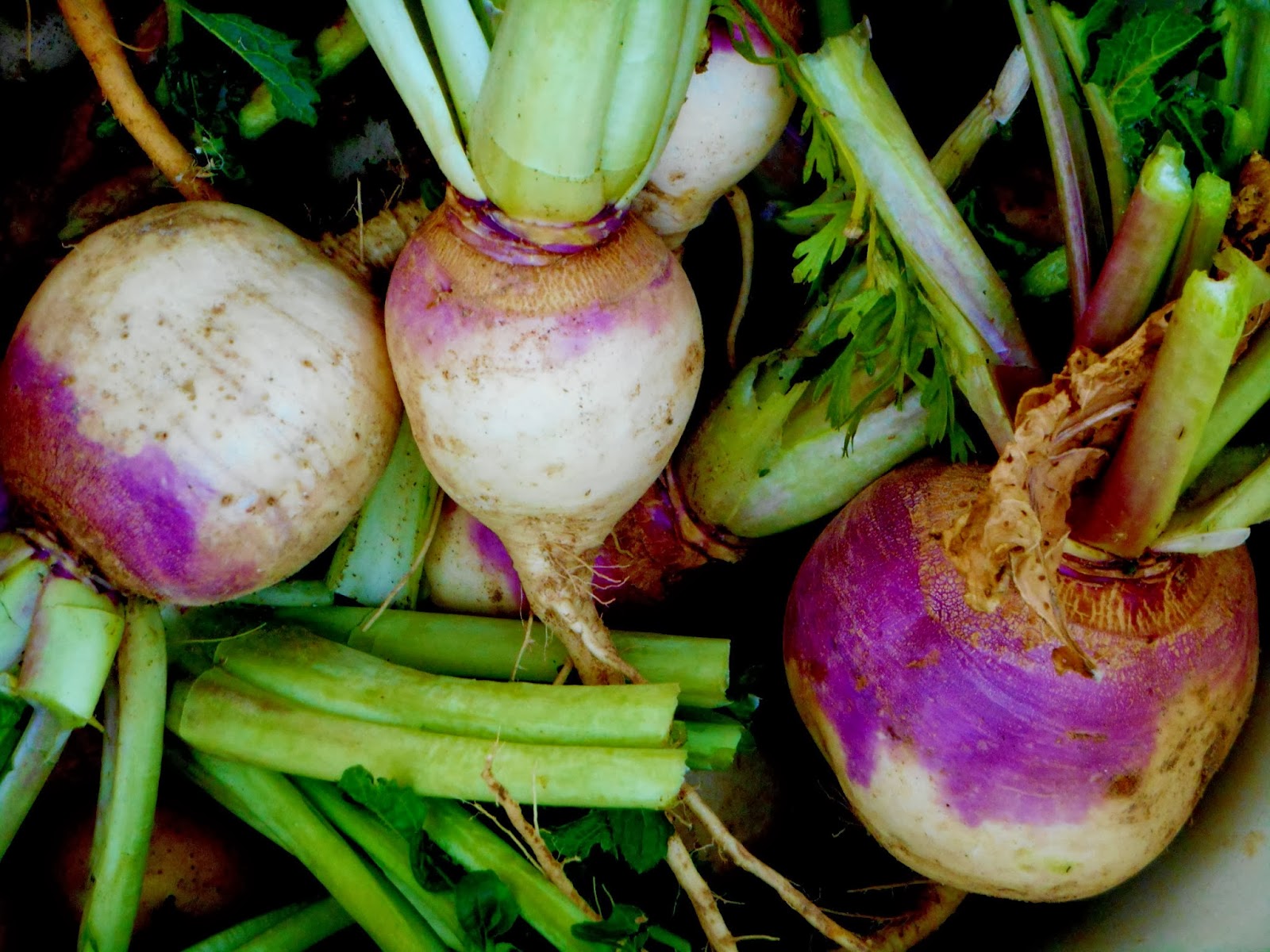 Cricket Song Farm TURNIPS