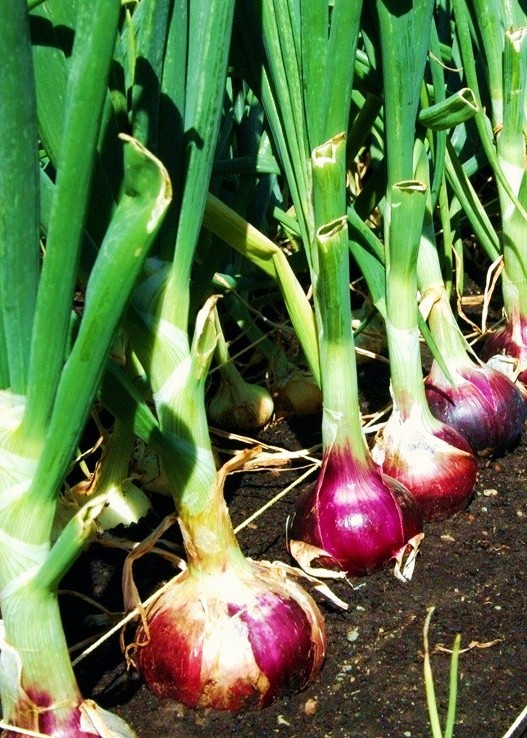 The Garden Oracle ONION & SCALLION SEEDS, STARTS, PLANTS & PRODUCTS