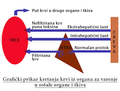 Grafički prikaz kretanja krvi kod porto-sistemskog šanta psa